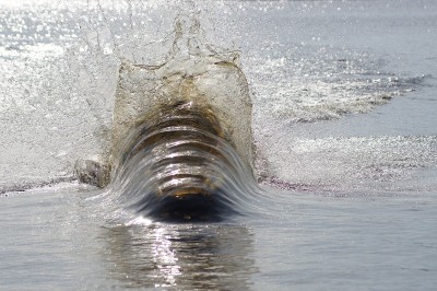 dyk08.jpg